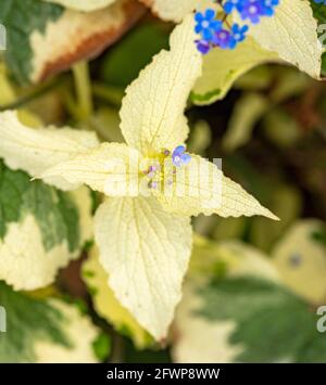 Sibirischer Hochglanz „Dawson's White“, Brunnera macrophylla „Variegata“, Brunnera, Laub und Blumen. Natürliches Pflanzenportrait im Frühling Stockfoto