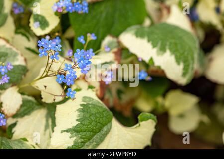 Sibirischer Hochglanz „Dawson's White“, Brunnera macrophylla „Variegata“, Brunnera, Laub und Blumen. Natürliches Pflanzenportrait im Frühling Stockfoto