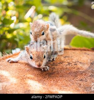 Kleine Geschwister Eichhörnchen Baby reitet große Brüder zurück, niedliche entzückende Tier-Themen-Foto, drei-gestreifte Palmen Eichhörnchen Babys werden von paren verlassen Stockfoto