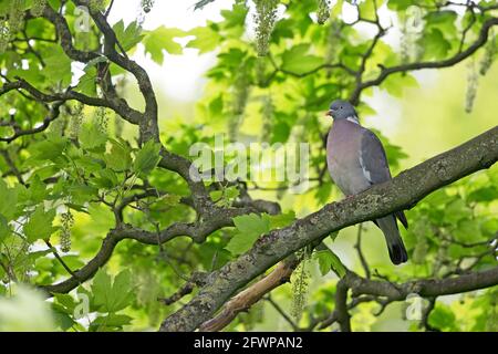 Holztaube (Columba oenas) aussehender sommerlicher Barsch im Platanenbaum Stockfoto