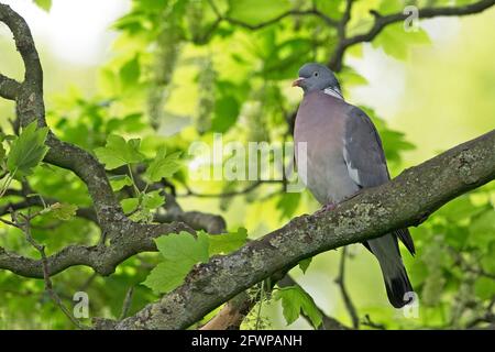 Holztaube (Columba oenas) aussehender sommerlicher Barsch im Platanenbaum Stockfoto