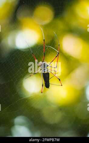 Riesige goldene Kugel Weber weben ein großes Spinnennetz im Dschungel. Lange rotbeinige Weber Rückansicht. Stockfoto