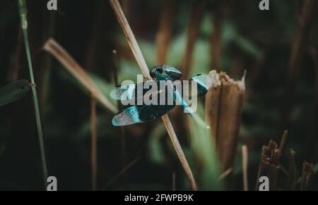 Das Libelleninsekt breitete seine transparenten Flügel aus und thronte auf dem toten Grasstamm. Stockfoto