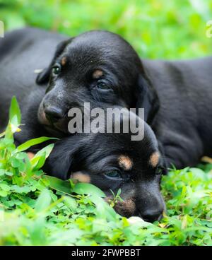 Dachshund Baby Welpen auf dem grünen Grasfeld aus der Nähe, neugeborene Welpen spielen zusammen. Stockfoto