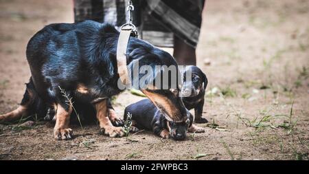 Dachshund Mama kümmert sich um ihre neugeborenen Welpen, Besitzer hält die Leine der Mutter Hund. Stockfoto