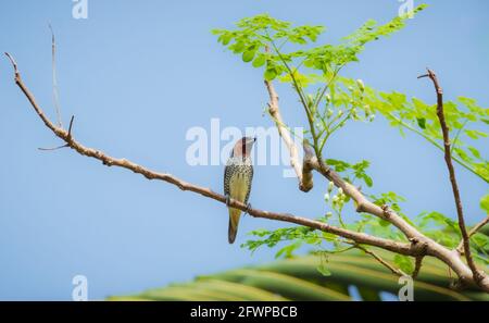 Schuppiger muniabrüchiger Vogel, der auf einem Baumzweig gegen klaren blauen Himmel thront. Stockfoto