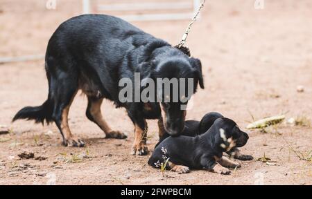 Dachshund Mama kümmert sich um ihre neugeborenen Welpen, zwei Welpen liegen auf dem Boden. Besitzer hält die Leine der Mutter Hund. Stockfoto