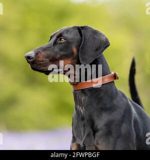 Dobermann, Dobermann Stockfoto