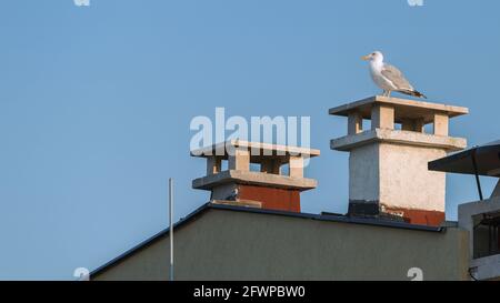 Eine wunderschöne Möwe sitzt auf dem Dach des Hauses. Stockfoto