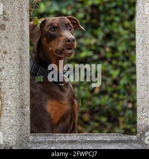 dobermann im Fenster Stockfoto