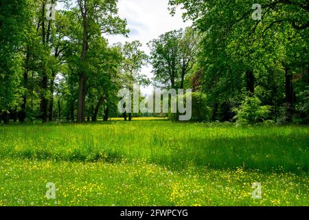 Es ist Frühling und die Natur erstrahlt in frischen Farben von Grün und Gelb. Die typisch holländische Landschaft kommt so gut zur Sprache. Stockfoto