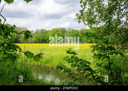 Es ist Frühling und die Natur erstrahlt in frischen Farben von Grün und Gelb. Die typisch holländische Landschaft kommt so gut zur Sprache. Stockfoto