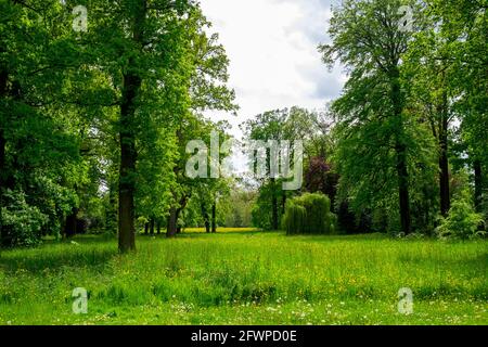 Es ist Frühling und die Natur erstrahlt in frischen Farben von Grün und Gelb. Die typisch holländische Landschaft kommt so gut zur Sprache. Stockfoto