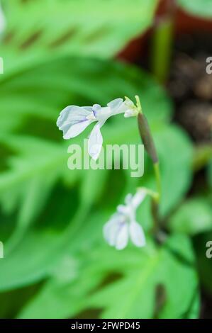 Maranta leuconeura var. Kerchoveana - Nahaufnahme der blühenden Maranta Blume. Maranta leuconeura oder Gebetspflanze ist eine Art blühender Pflanze im fa Stockfoto