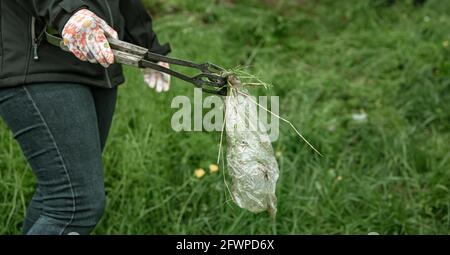 Nahaufnahme eines Freiwilligen reinigt den Wald von Trümmern. Stockfoto