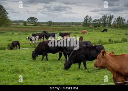 Ein Feld mit einer Reihe von Kühen mit Kälbern Ein Feld, das Gras frisst Stockfoto