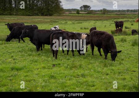 Ein Feld mit einer Reihe von Kühen mit Kälbern Ein Feld, das Gras frisst Stockfoto