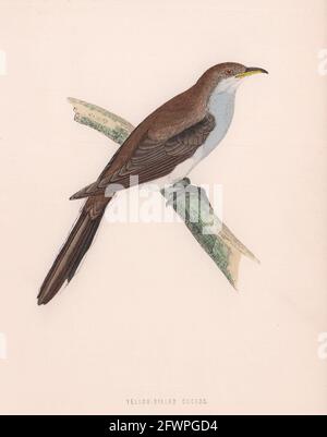 Gelber Kuckuck. Morris's British Birds. Antik-Farbdruck 1870 Stockfoto