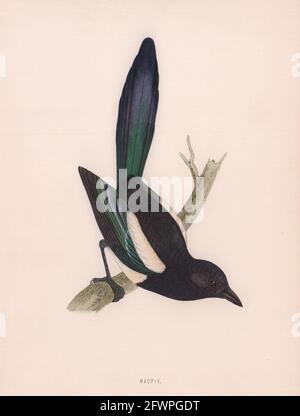 Elster. Morris's British Birds. Antik Farbdruck 1870 alt Stockfoto