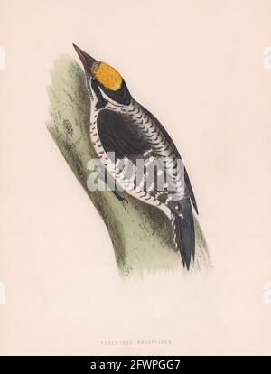 Dreizerstoßspecht. Morris's British Birds. Antik-Farbdruck 1870 Stockfoto