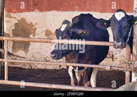 Nahaufnahme von schwarzen Kühen mit Ohrmarken hinter einem Metalltor in einer Scheune Stockfoto