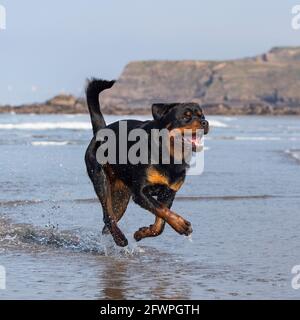 Rottweiler Stockfoto