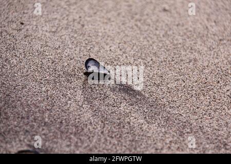 Eine Muschelschale auf einem Bett aus feinem, farbenfrohem Sand Stockfoto