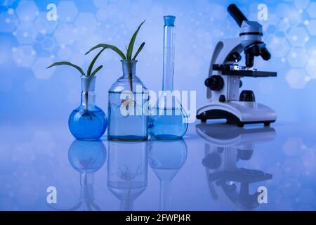 Wissenschaft Experiment mit Pflanzenlabor Stockfoto