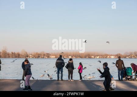 Bild einer Gruppe von Schwanen und Vögeln, die von einer serbischen Familie gefüttert werden, aufgenommen an einem sonnigen Nachmittag in Zemun, Belgrad, Serbien, an der Donau. Sw Stockfoto