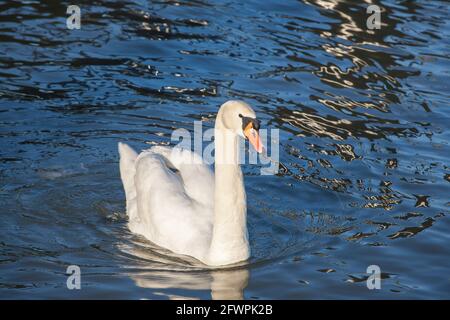 Foto eines Schwans, eine Nahaufnahme auf seinem Kopf, aufgenommen an einem regnerischen Nachmittag auf einem serbischen Fluss. Schwäne sind Vögel der Familie Anatidae innerhalb der Gattung Stockfoto