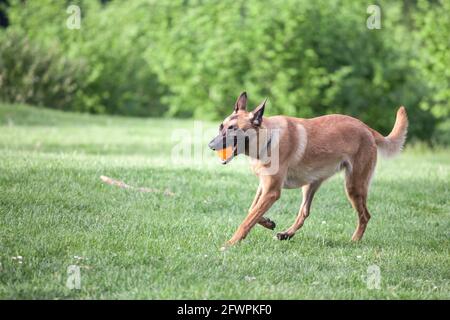 Bild eines belgischen Schäferhundes, eines malinois, der den Ball holt und in einem Park läuft. Stockfoto