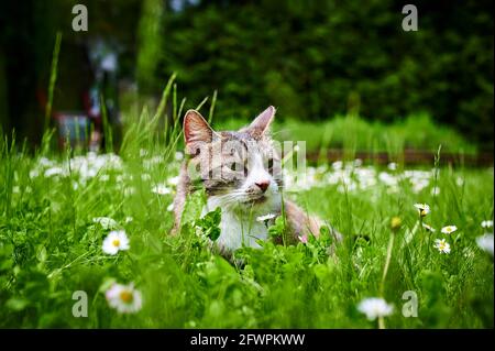 Eine junge Katze in der Sonne im Garten. Stockfoto