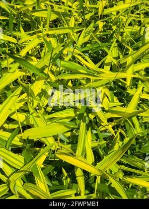 Saftiges saftiges, saftiges grünes Gras auf der Wiese mit Sonnenhighlights am sonnigen Tag. Stockfoto
