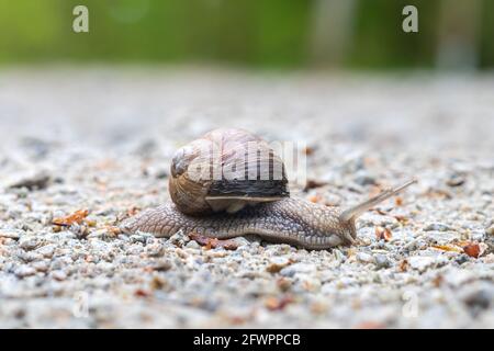 Schnecke mit Muschel auf einer Schotterstraße Stockfoto