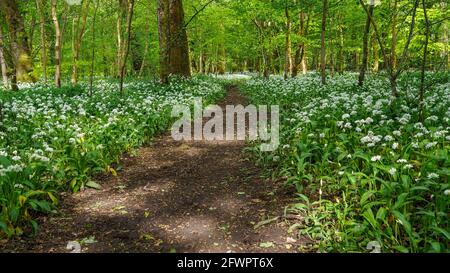 Wilder Knoblauch (Allium ursinum) blüht im Frühlingswald in Schottland Stockfoto