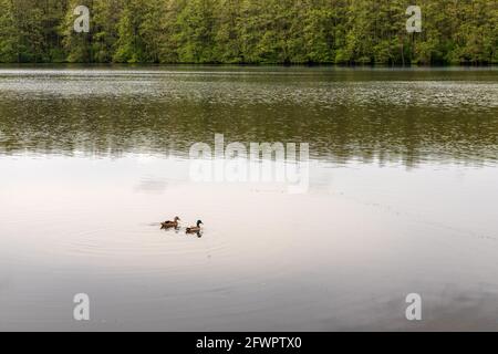 Ein paar Enten auf dem Teich Stockfoto