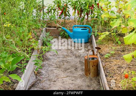 Alten rostigen Gießkanne in kleinen Gewächshaus mit Tomaten und Paprika Pflanzen. Gießkanne für die Bewässerung im Gewächshaus Stockfoto