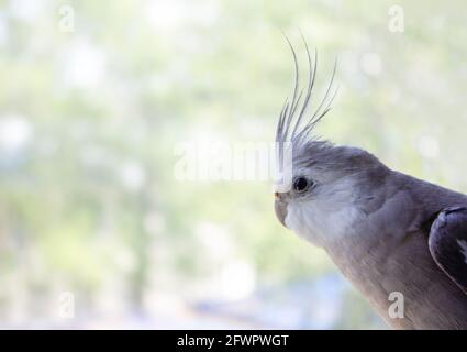 Der Papageienschabe mit weißem Gesicht blickt auf einem unscharfen Hintergrund aus dem Fenster, wo Text zu sehen ist. Stockfoto