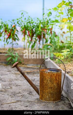 Alte, rostige Gießkanne im Gewächshaus. Stockfoto
