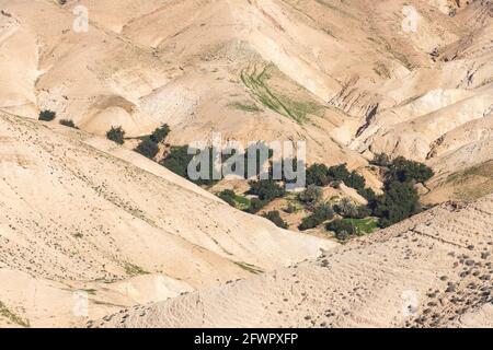 Blick auf eine Oase in einem Tal zwischen den sandigen Bergen der Judäischen Wüste. Israel Stockfoto