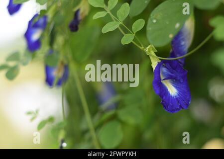 Nasse asiatische Taubenflügel (Clitoria ternatea) blühen Stockfoto