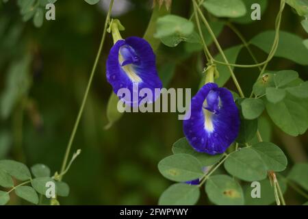 Nasse asiatische Taubenflügel (Clitoria ternatea) blühen Stockfoto