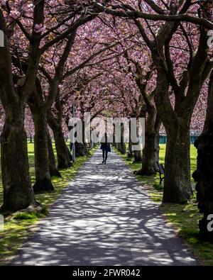 Kirschblütenbäume in voller Blüte in Edinburgh Stockfoto