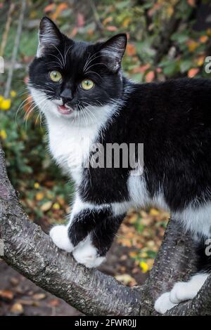 Schwarz-weiße Katze sitzt im Garten zwischen den Pflanzen. Stockfoto