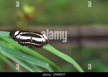 Der Seefahrer (Neptis hylas) thronte auf grünem Gras. Stockfoto