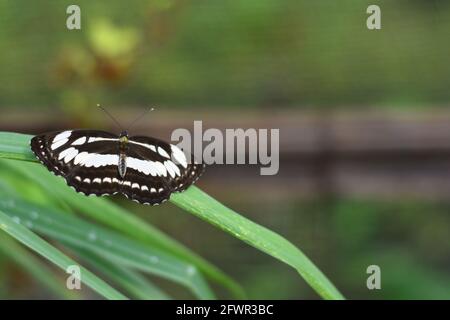 Der Seefahrer (Neptis hylas) thronte auf grünem Gras. Stockfoto