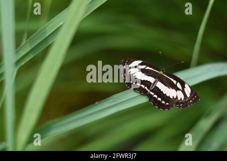 Der Seefahrer (Neptis hylas) thronte auf grünem Gras. Stockfoto