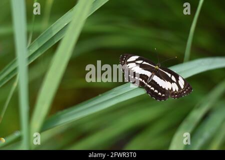 Der Seefahrer (Neptis hylas) thronte auf grünem Gras. Stockfoto