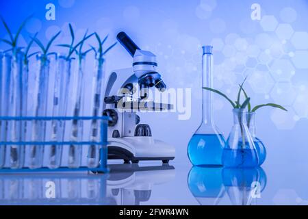 Pflanze in ein Reagenzglas des Wissenschaftlers Stockfoto