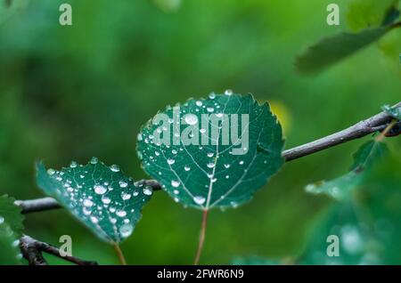 Makrotau fällt auf Spinnennetz. Nahaufnahme eines Wassertropfens mit funkelndem Bokeh auf grünem unscharfem Hintergrund. Abstraktes weiches künstlerisches Bild. Stockfoto